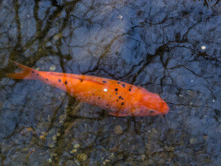 Cyprinus carpio koi, japanese fish