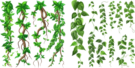 Foto op Canvas Liana tropical plants. Branch liana or vine plant, jungle creeper forest © Mark