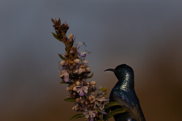 red headed woodpecker