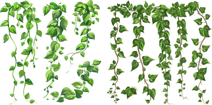 Tropical vine branches with leaves, climbing wild liana species isolated vector illustration set