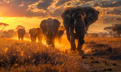 Foto auf Leinwand Elephants © Annika