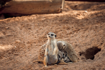 Group of meerkats hugging while sleeping - 764018355