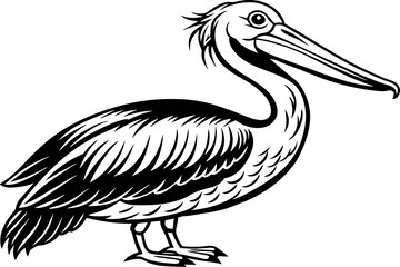 pelican cartoon isolated on white