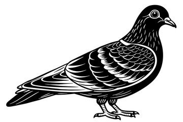 pigeon vector illustration 
