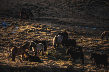 A group of Native horse of Icelandic region with a beautiful sunrise