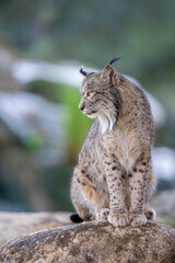 Naklejka na ściany i meble Iberian lynx