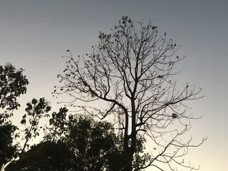 fog in the mountains sunset in the forest on the top hill wallpaper image surface natural view use for banner canvas art space for text live emotional mind peace moment