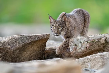 Meubelstickers Iberian lynx © Staffan Widstrand