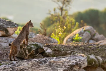 Gordijnen Iberian lynx © Staffan Widstrand