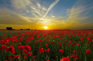 Deurstickers poppy field at sunset © Faisal