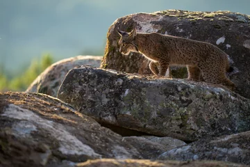 Fotobehang Iberian lynx © Staffan Widstrand