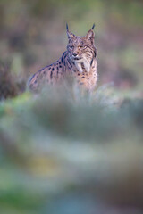 Iberian lynx