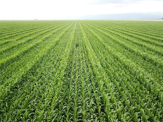 Corn cultivation in northwestern Argentina