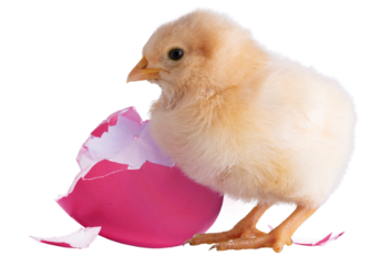 Broken pink egg behind a chick