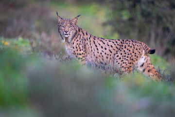 Iberian lynx