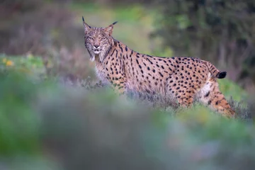 Store enrouleur tamisant Lynx Iberian lynx