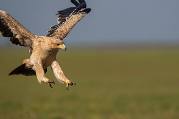 Spanish Imperial eagle