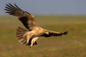 Spanish Imperial eagle