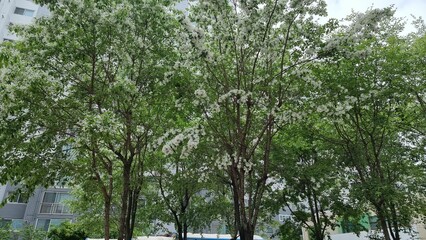 Fototapeta premium trees in the park