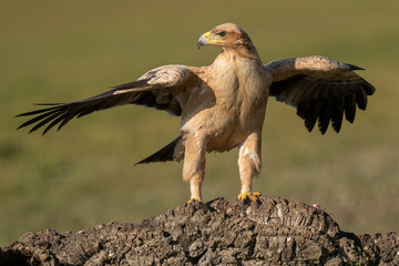 Spanish Imperial eagle