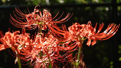 Lycoris