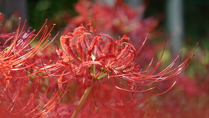 Lycoris
