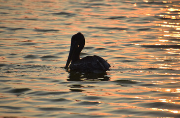 Sensational View of a Pelican at Dawn