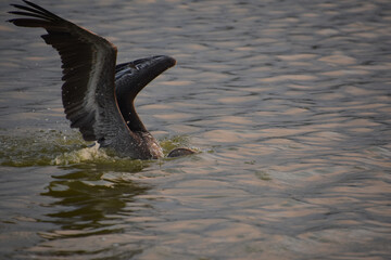 Stunning Capture of a Pelican in Flight