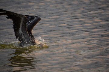 Fototapeta premium Pelicans Wings Extended as He Dives into the Water