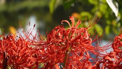 Lycoris