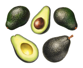 Illustrations of avocado. Color pencil drawings. Perfect for product packaging, home textile, stationery and other goods - 764024930