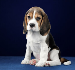 Cute little beagle puppy on blue background