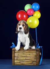 Cute funny beagle puppy in a basket with balloons