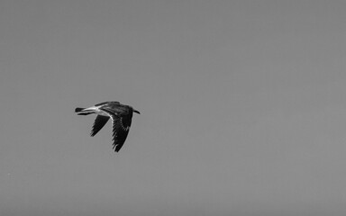 Beautiful pelican bird pelicans birds flying in the sky Mexico.