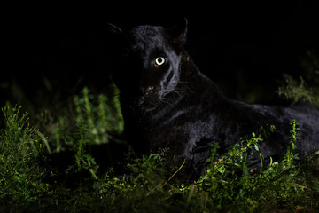 Obraz premium Melanistic leopard or Black Panther