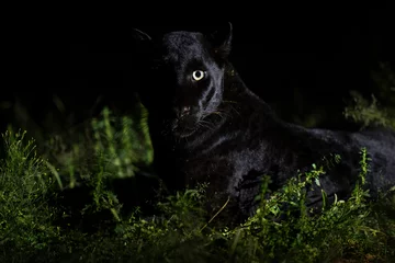 Fotobehang Melanistic leopard or Black Panther © Staffan Widstrand