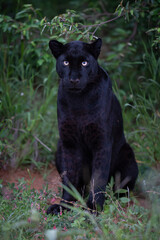 Naklejka na ściany i meble Melanistic leopard or Black Panther