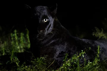 Fotobehang Melanistic leopard or Black Panther © Staffan Widstrand