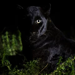 Fototapeten Melanistic leopard or Black Panther © Staffan Widstrand