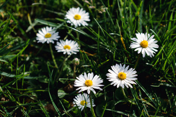 Daisy flower in a garden at springtime, edible flower, bellis perennis, astereae © Reflexpixel