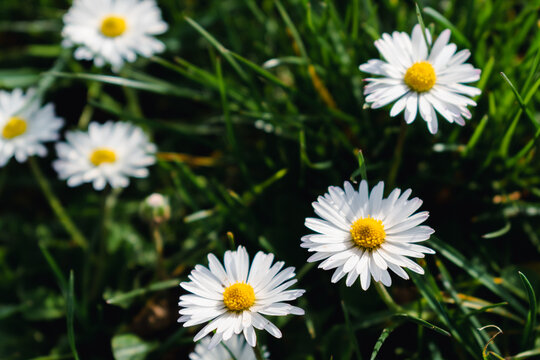 Daisy flower in a garden at springtime, edible flower, bellis perennis, astereae