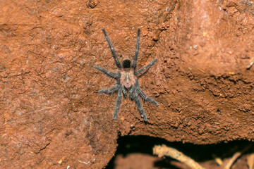 Wild baby tarantula Grammostola sp. in the forest - Sao Francisco de Paula, South of Brazil