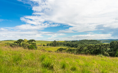 Fototapeta premium A view of the Brazilian Subtropical Highland Grasslands (Campos de Cima da Serra) in Sao Francisco de Paula, South of Brazil