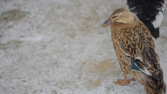 Mallard on snow-covered winter land (Anas platyrhynchos)