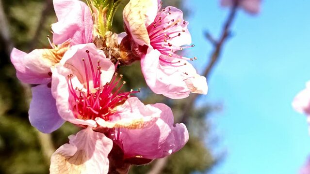 Nahaufnahme von pinken Obstbaumblüten im Frühling, Nektarinenbaum, Honig, Makro, Zeitlupe, Nahaufnahme

