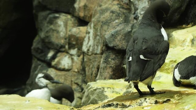 Common murre or common guillemot (Uria aalge)