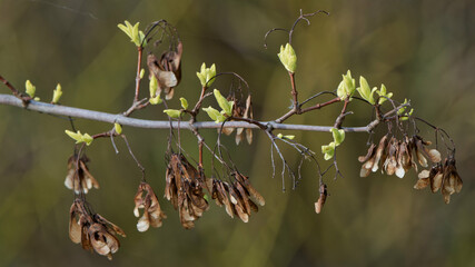 The maple develops leaves in spring.