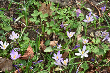 Spring flowers, park in Arandjelovac Serbia - 764037524