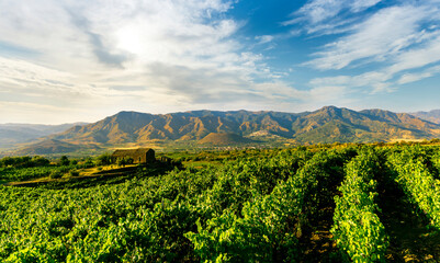 Fototapeta premium green rows of wineyard with grape on a winery during sunset with amazing mountains and clouds on background