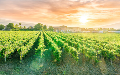 Fototapeta na wymiar rows of wineyard with grape on a winery during sunset, panoramic view of wine farm with grape plantation in Italy